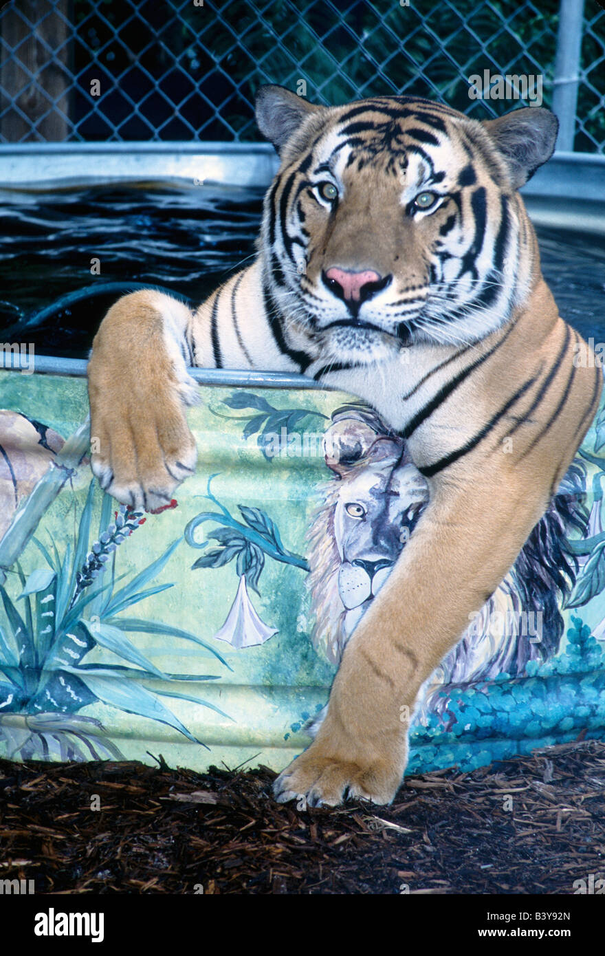 USA, California, San Diego. Tiger taking a dip in tub of water at San Diego Zoo. Stock Photo