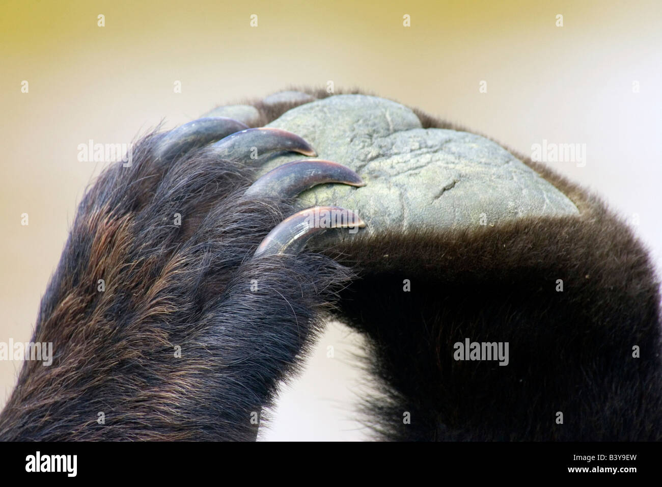 An intimate portrait of a grizzly's paws and claws. Stock Photo