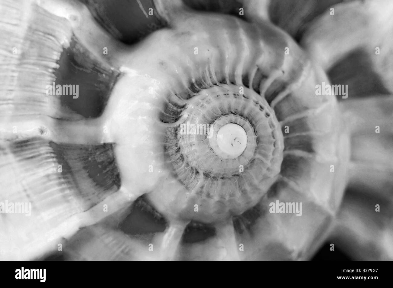 Monochrome shell spiral detail Stock Photo