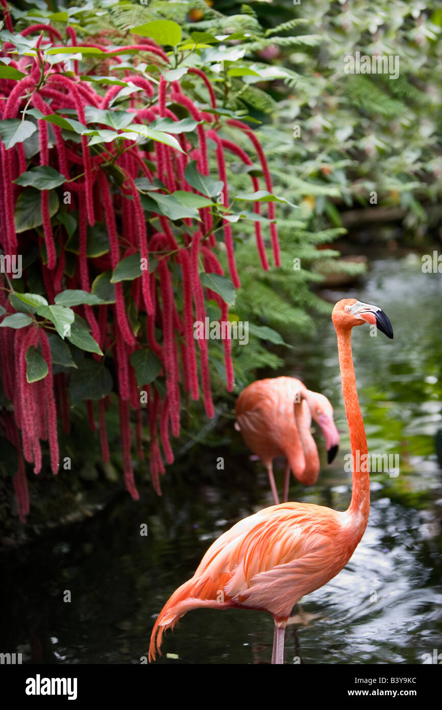 Pond with flamingos red Chennile Victoria Butterfly Gardens Victoria B C Stock Photo