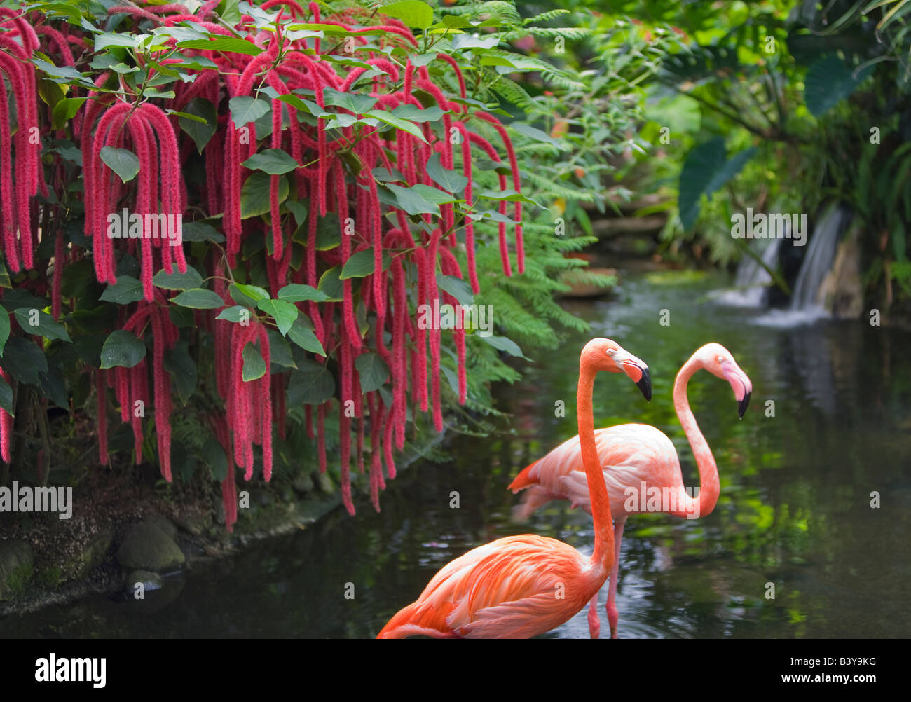 Pond with flamingos red Chennile and waterfalls Victoria Butterfly Gardens Victoria B C Stock Photo