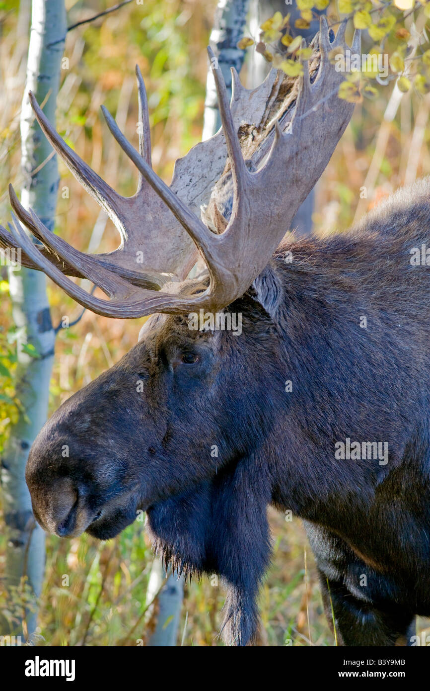 Bull moose with fall color Teton National Park WY Stock Photo