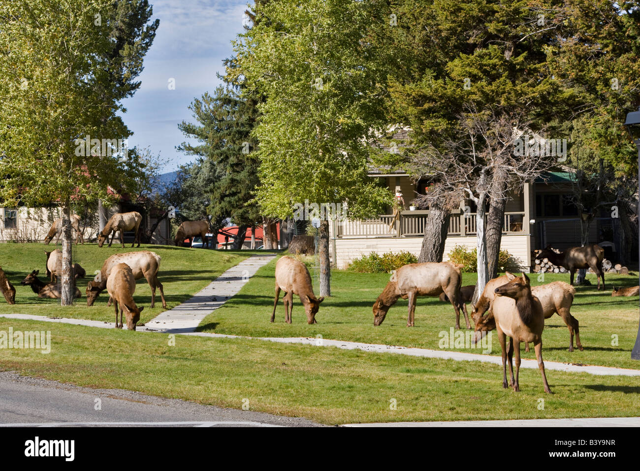 Elk in Mammoth Hot Springs Yellowstone National Park WY Stock Photo Alamy