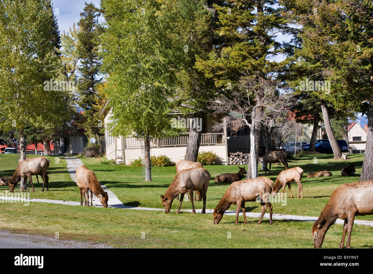 Elk in Mammoth Hot Springs Yellowstone National Park WY Stock Photo Alamy