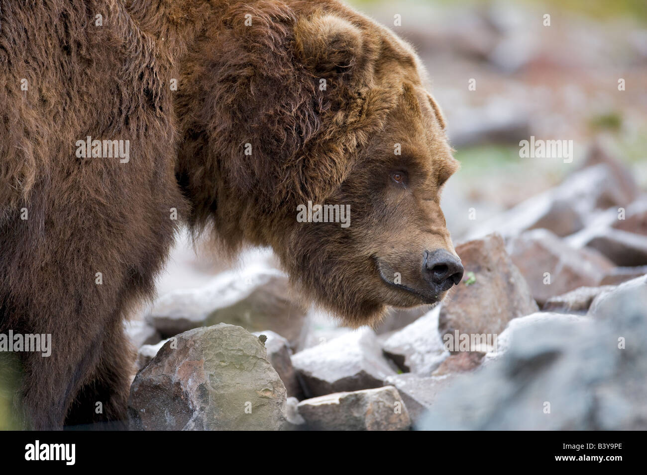 Grizzly bear at Grizzly and Wolf Center West Yellowstone Montana Stock Photo