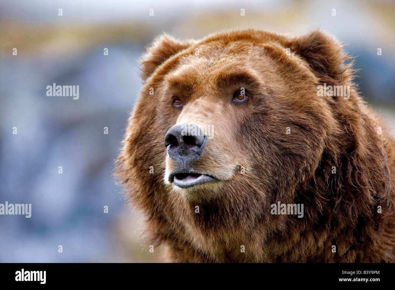 Grizzly bear at Grizzly and Wolf Center West Yellowstone Montana Stock Photo
