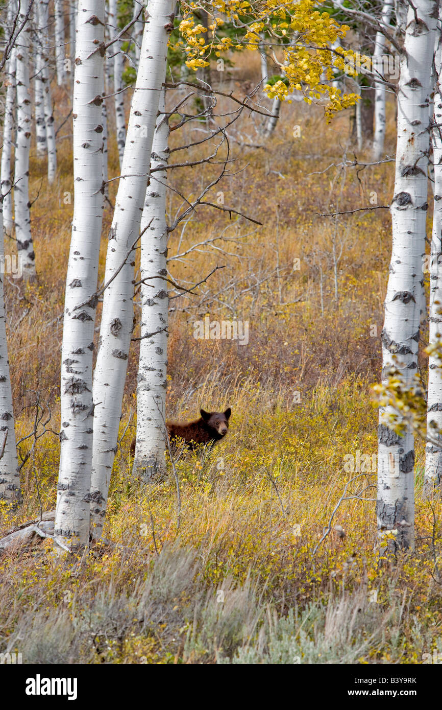 Black bear in aspen grove Near Slide Inn Montana Stock Photo - Alamy