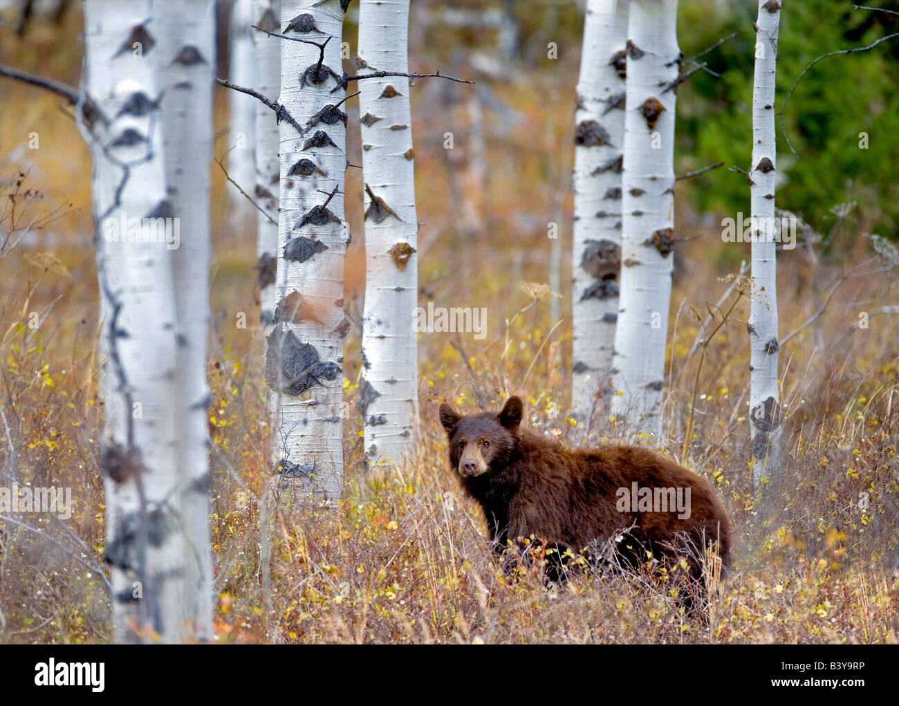 Black bear in aspen grove Near Slide Inn Montana Stock Photo