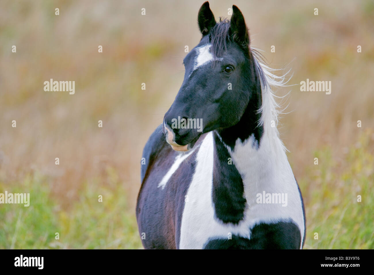Black and white horse Montana Stock Photo
