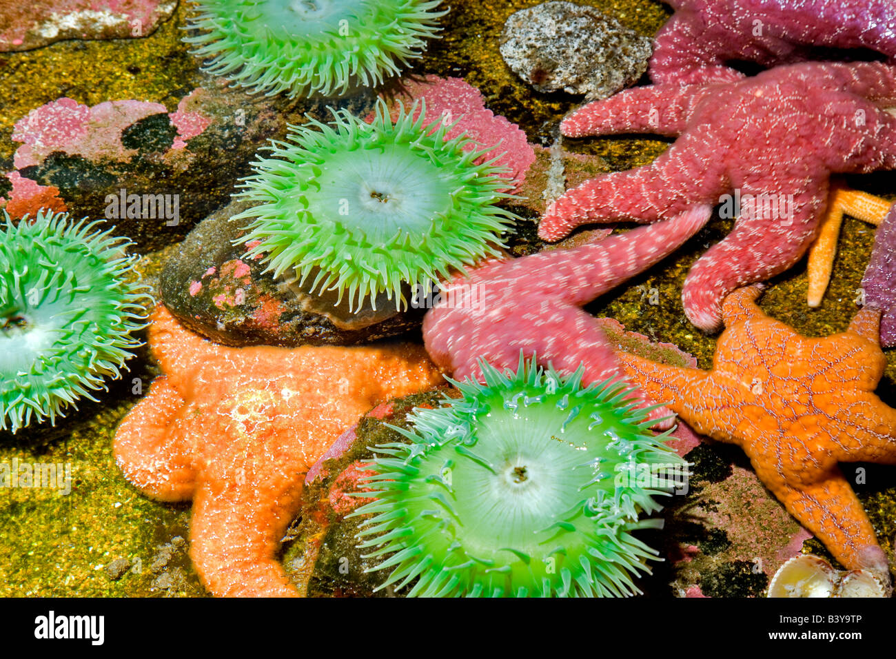 Anemones and starfish at Oregon Coast Aquarium Newport Oregon Stock