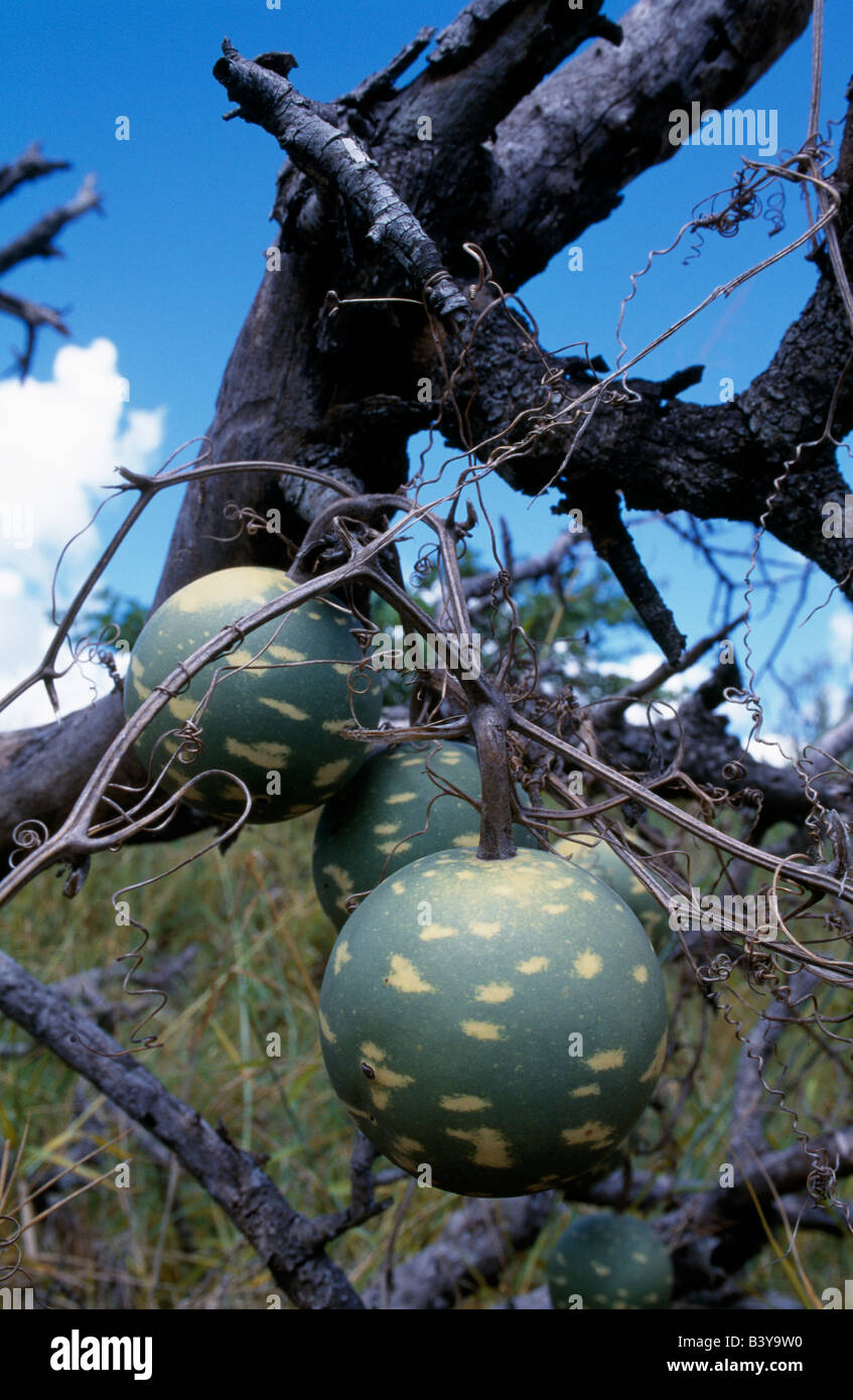 South Africa, Kruger National Park, Ngala. Wild poisonous melons Stock