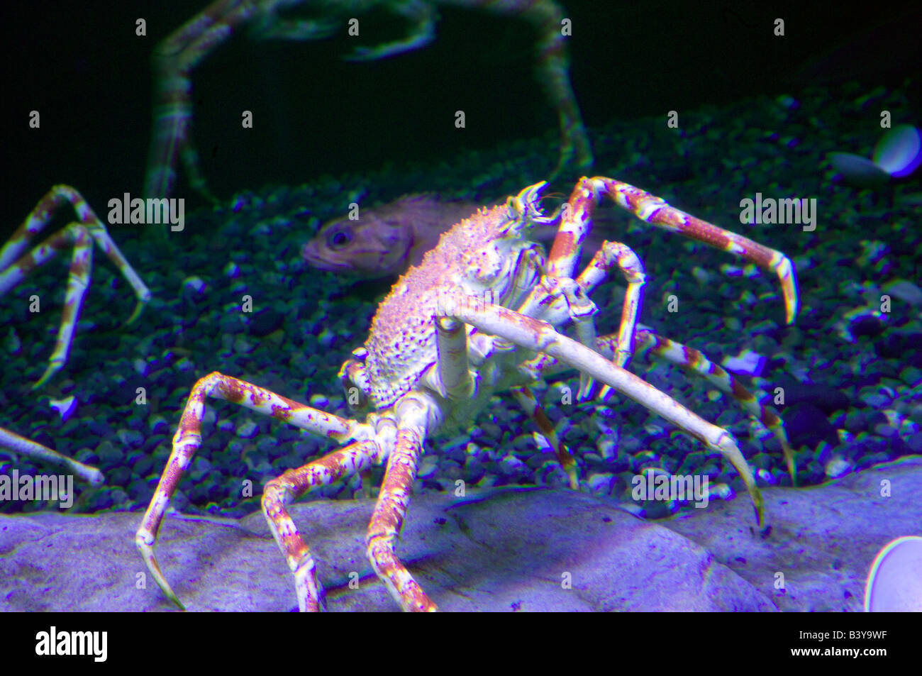 Japanese Spider crab Oregon coast Aquarium Newport Oregon Stock Photo