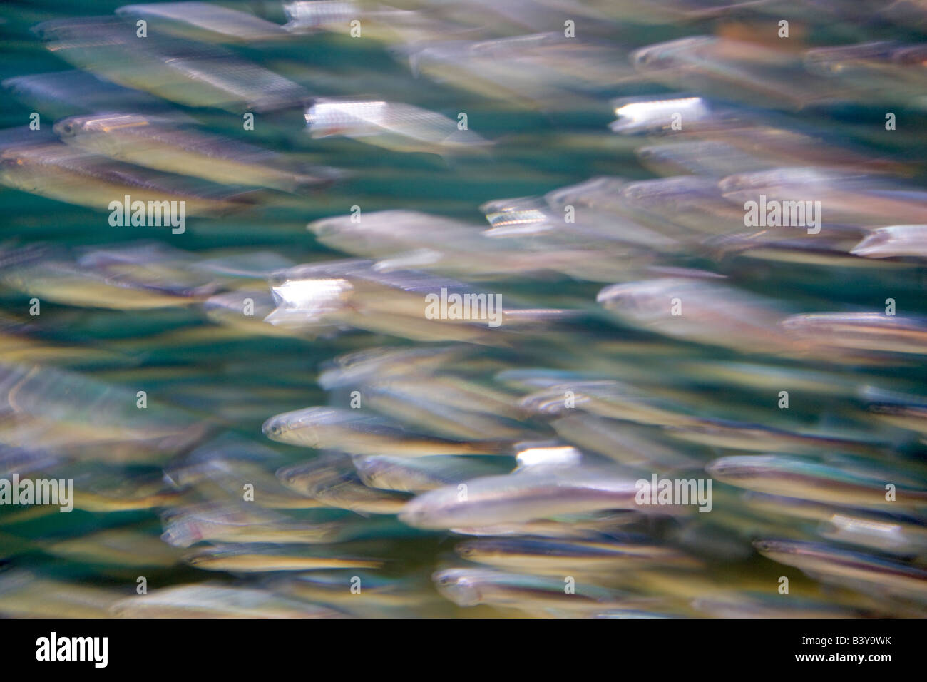 Northern Anchovy Engraulis anchovy Oregon Coast Aquarium Newport Oregon