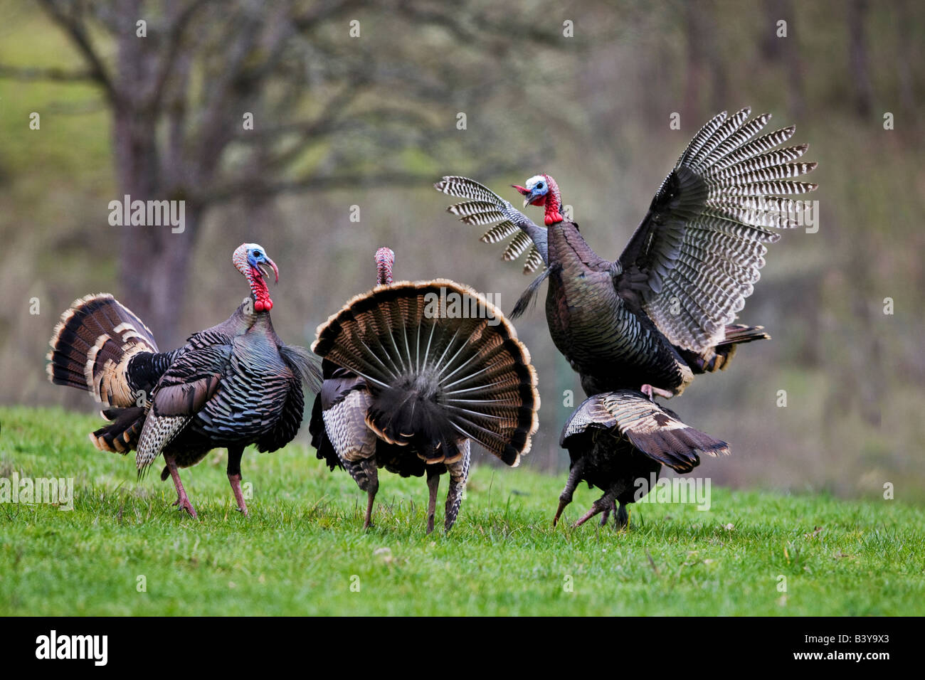 Wild Turkeys trying to mate Wildlife Safari Winston Oregon Stock Photo