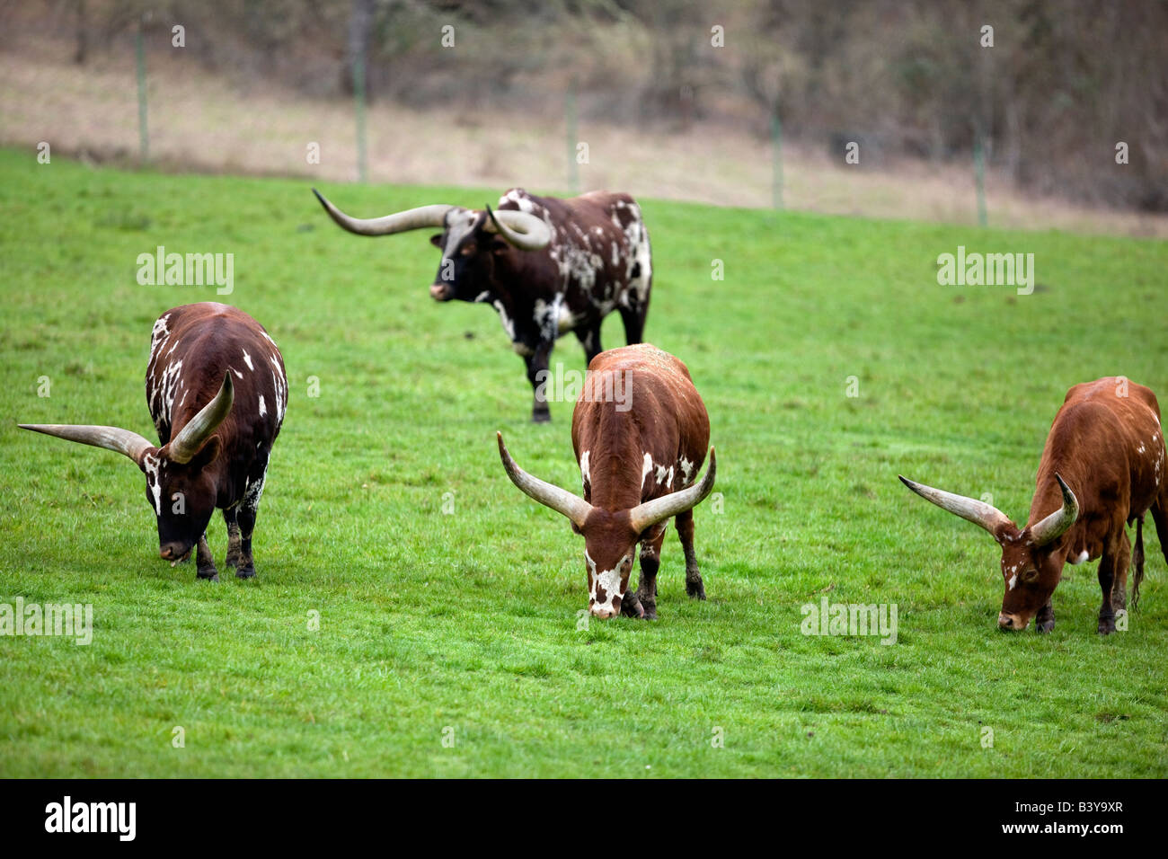 Meadow with Watusi Cattle Wildlife Safari Winston Oregon Stock Photo