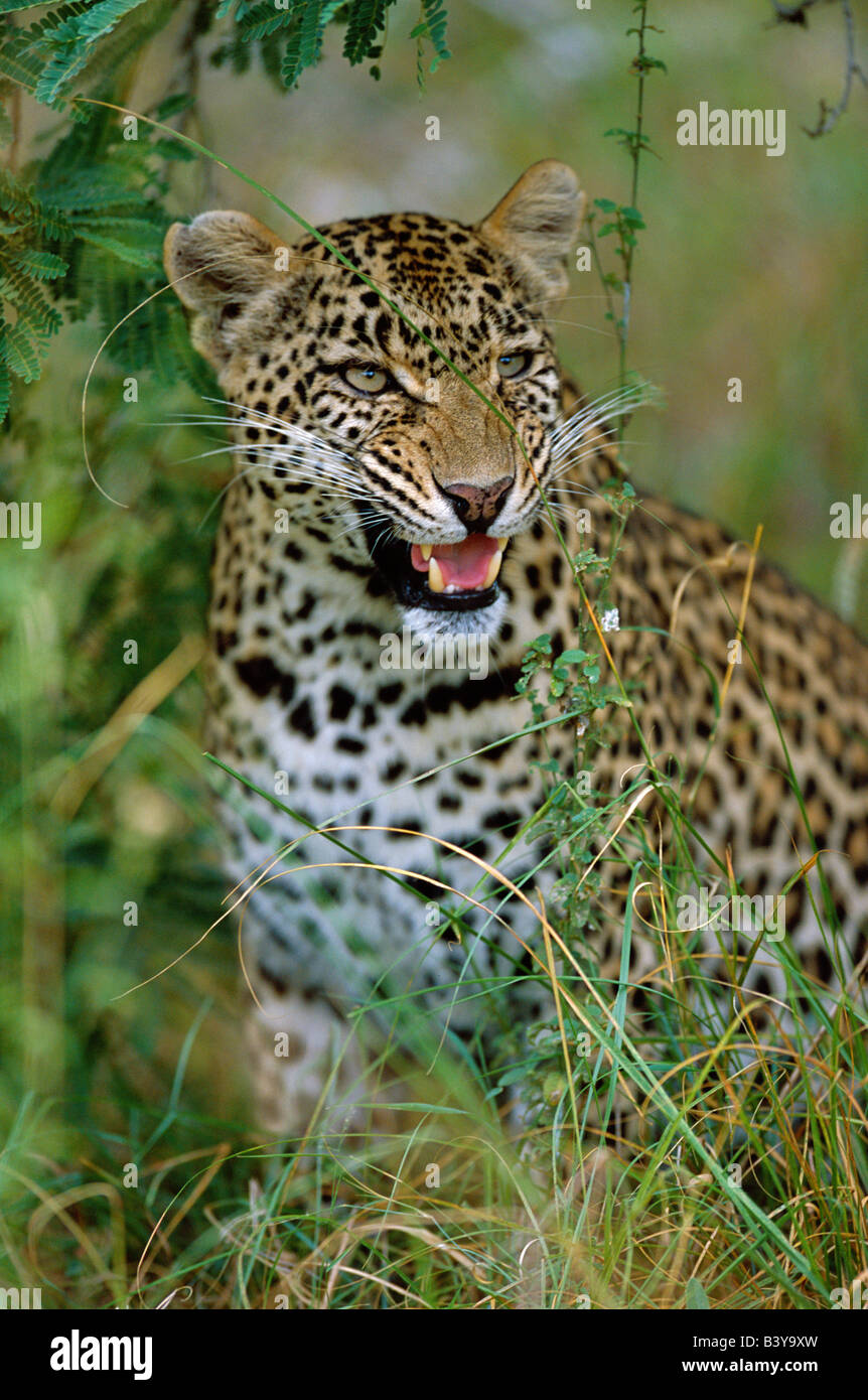 South Africa, Sabi Sands Game Reserve. Female Leopard (Panthera pardus