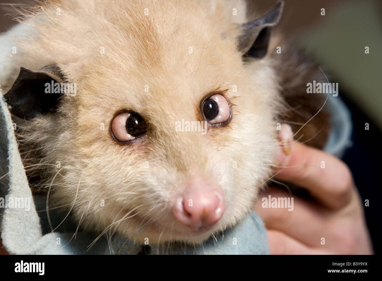 Cross eyed possum West Coast Game Park Oregon Stock Photo - Alamy