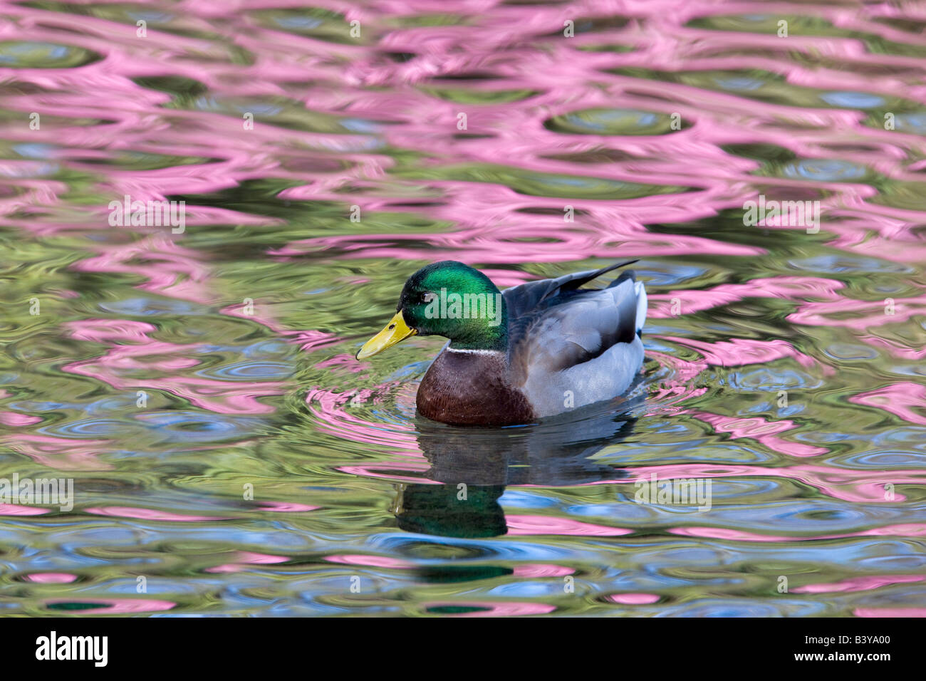 Wood duck at Cystal Springs Rhododendron Garden with reflecting Rhododendron in bloom Portland Oregon Stock Photo