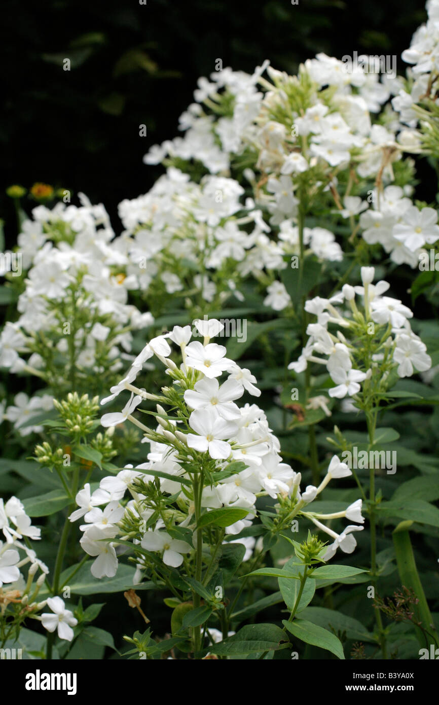 PHLOX PANICULATA FUJIYAMI Stock Photo