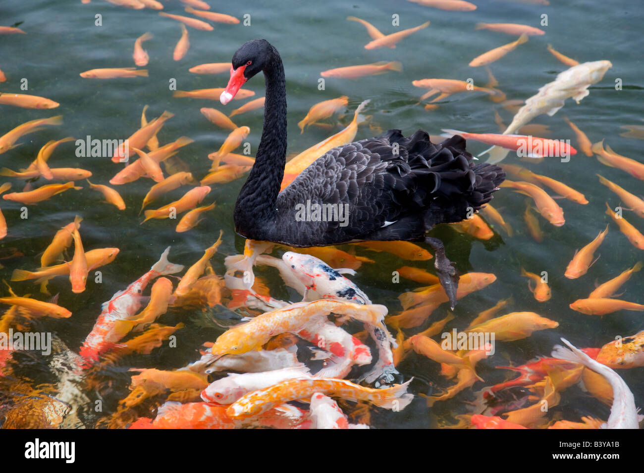 Black Swan and Koi fish Hyatt hotel Kauai Hawaii Stock Photo - Alamy