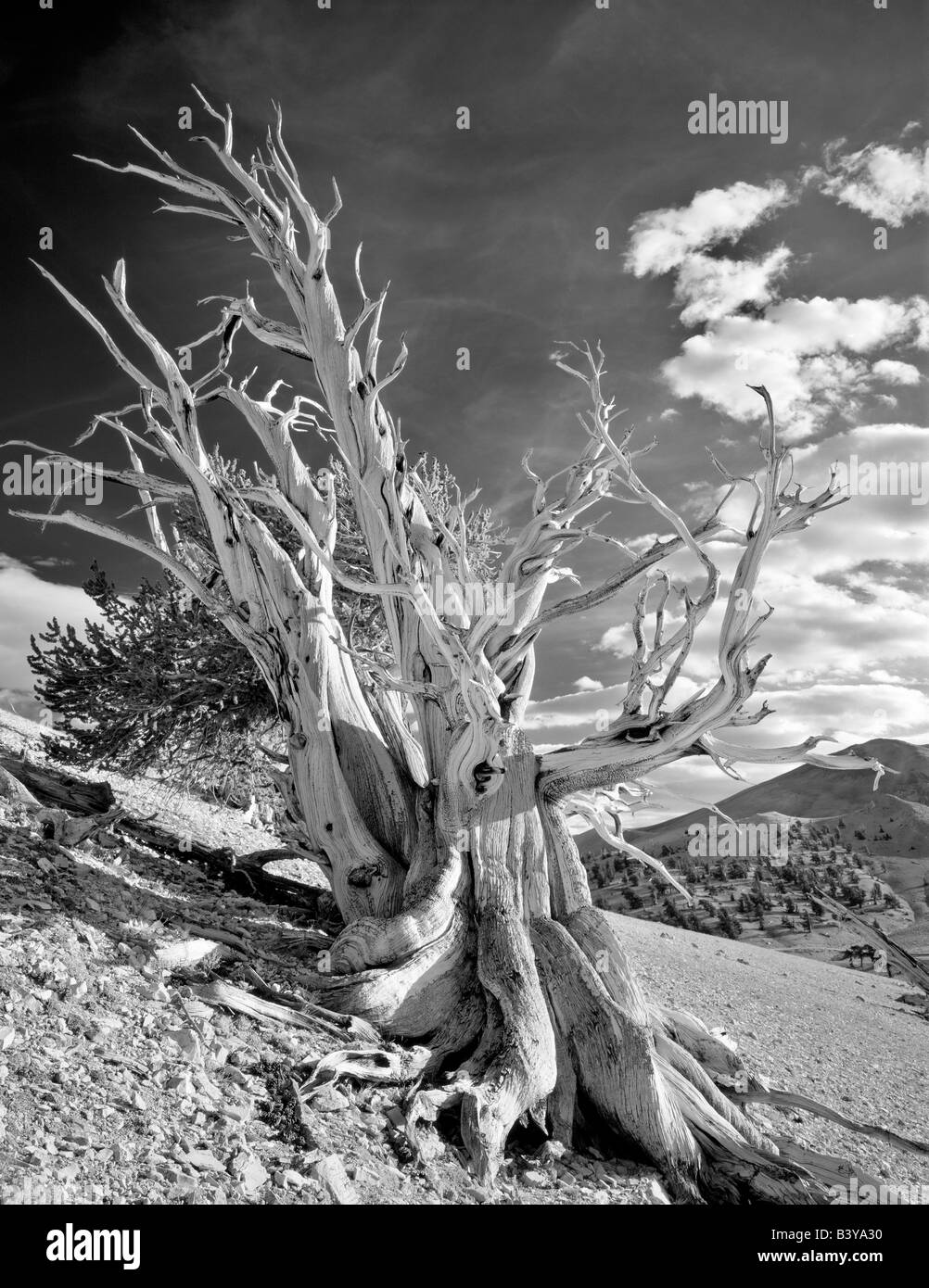 Widely branching Bristlecone Pine Ancient Bristlecone Pine Forest California Stock Photo