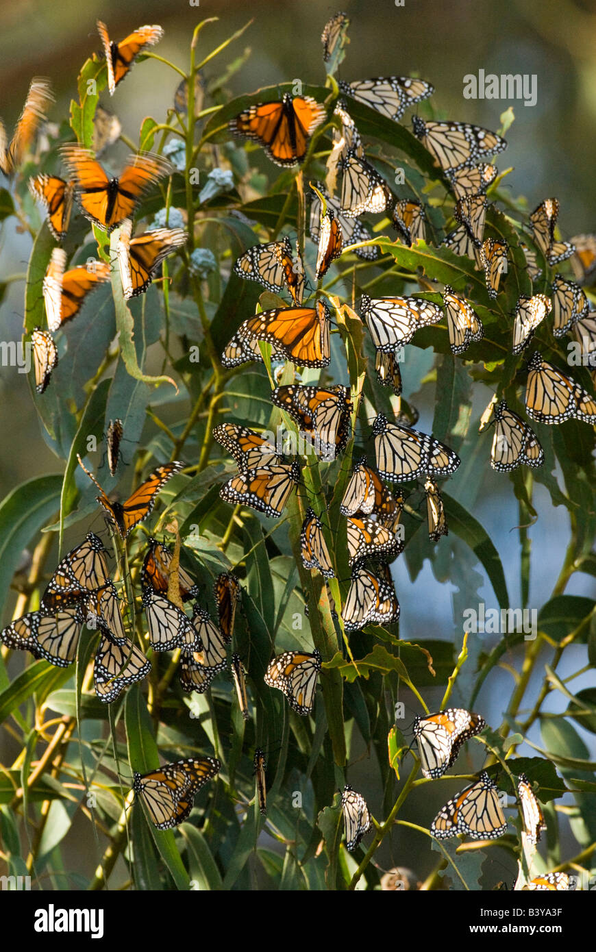 USA, CA, Pismo Beach. Monarch Butterflies migrate to eucalyptus groves