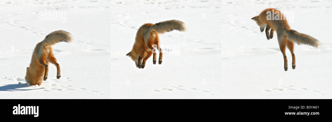 USA, Colorado, Frisco, Giberson Bay. Sequence of a red fox pouncing on snow for prey below. Stock Photo