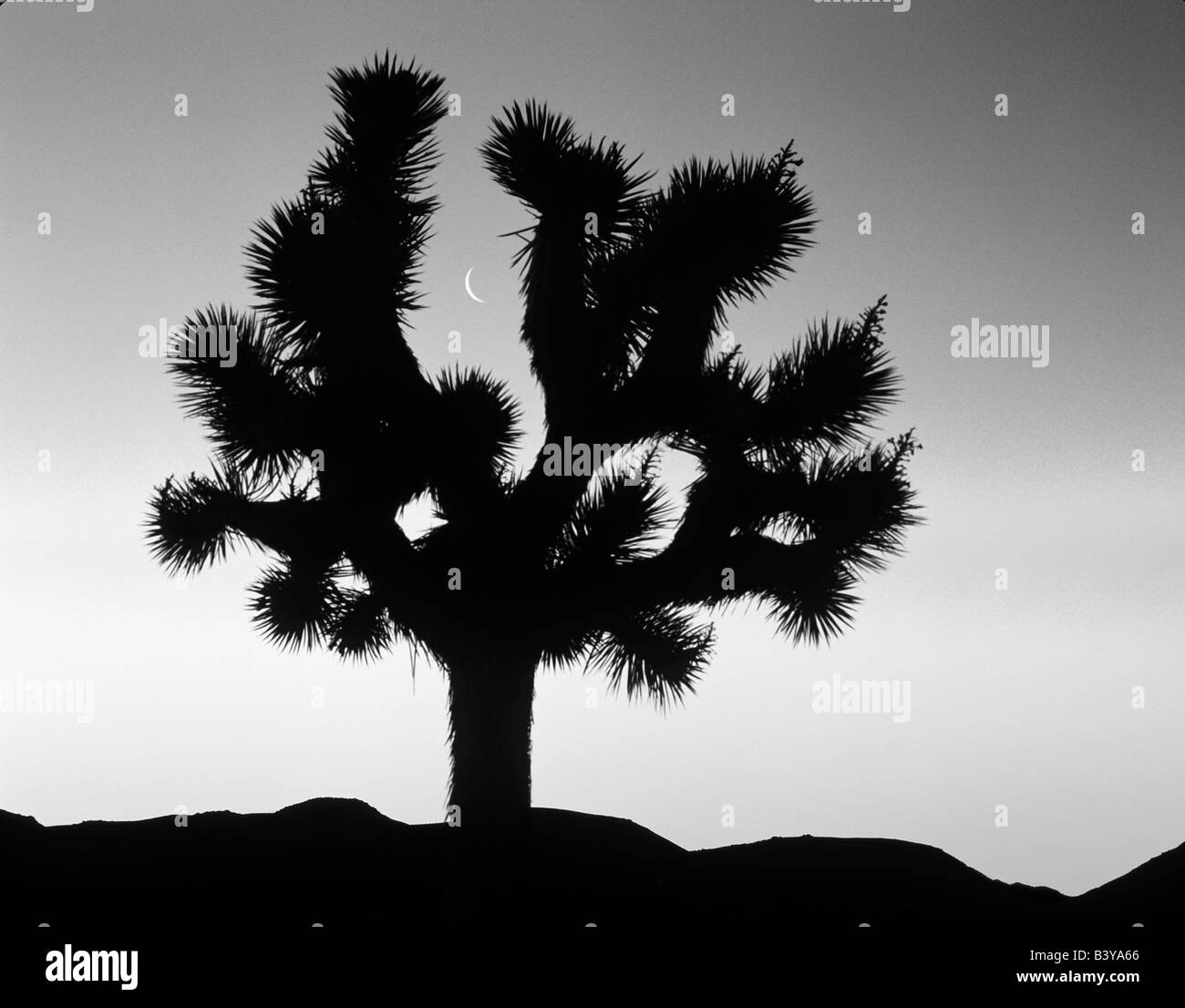 Joshua tree framing moon at sunrise Near Lone Pine California Stock Photo