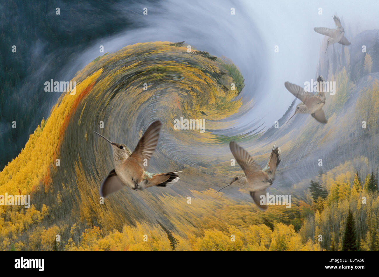 Hummingbird composite hi-res stock photography and images - Alamy