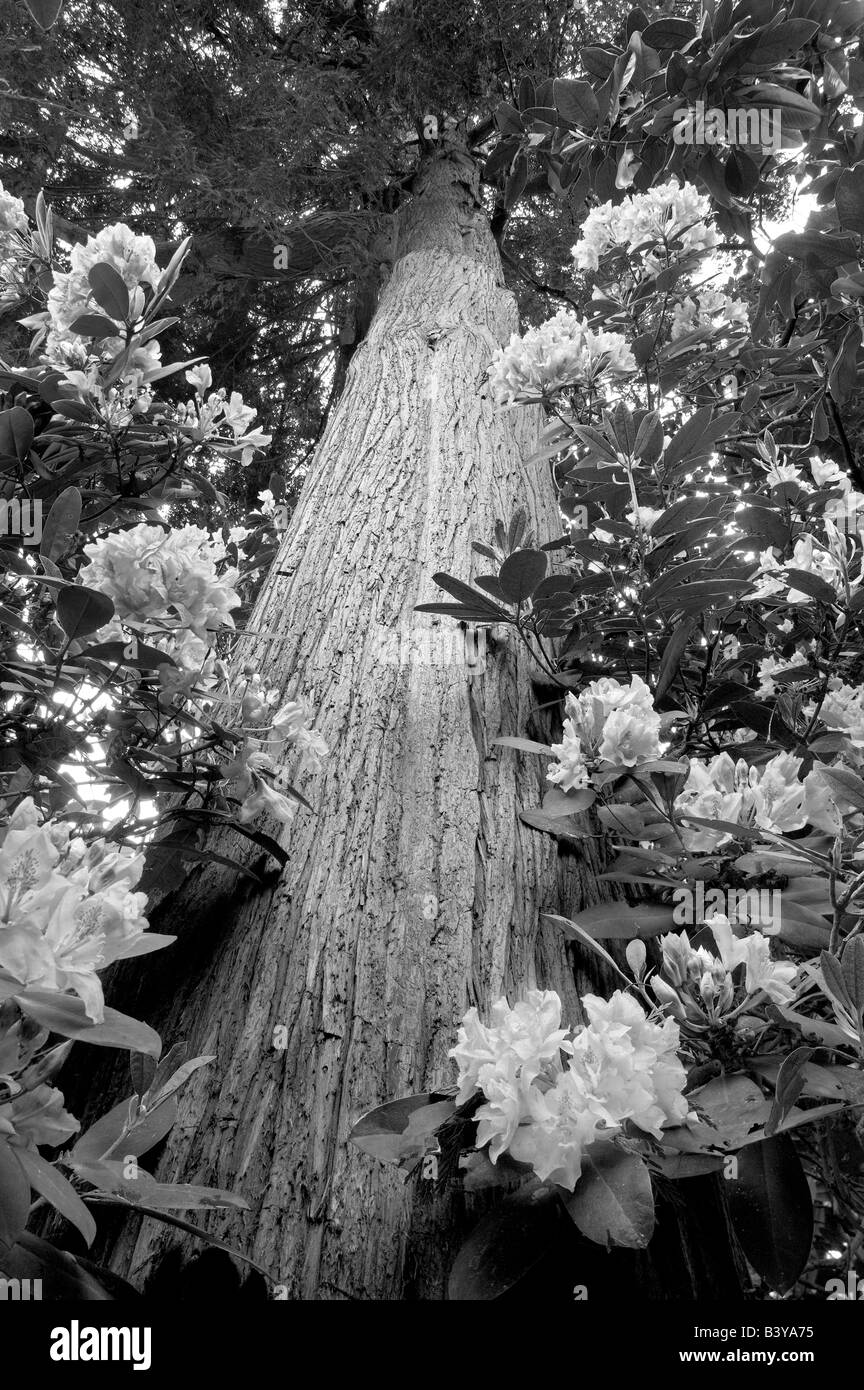 Rhododendron And Cedar Tree Crystal Springs Rhododendron Garden