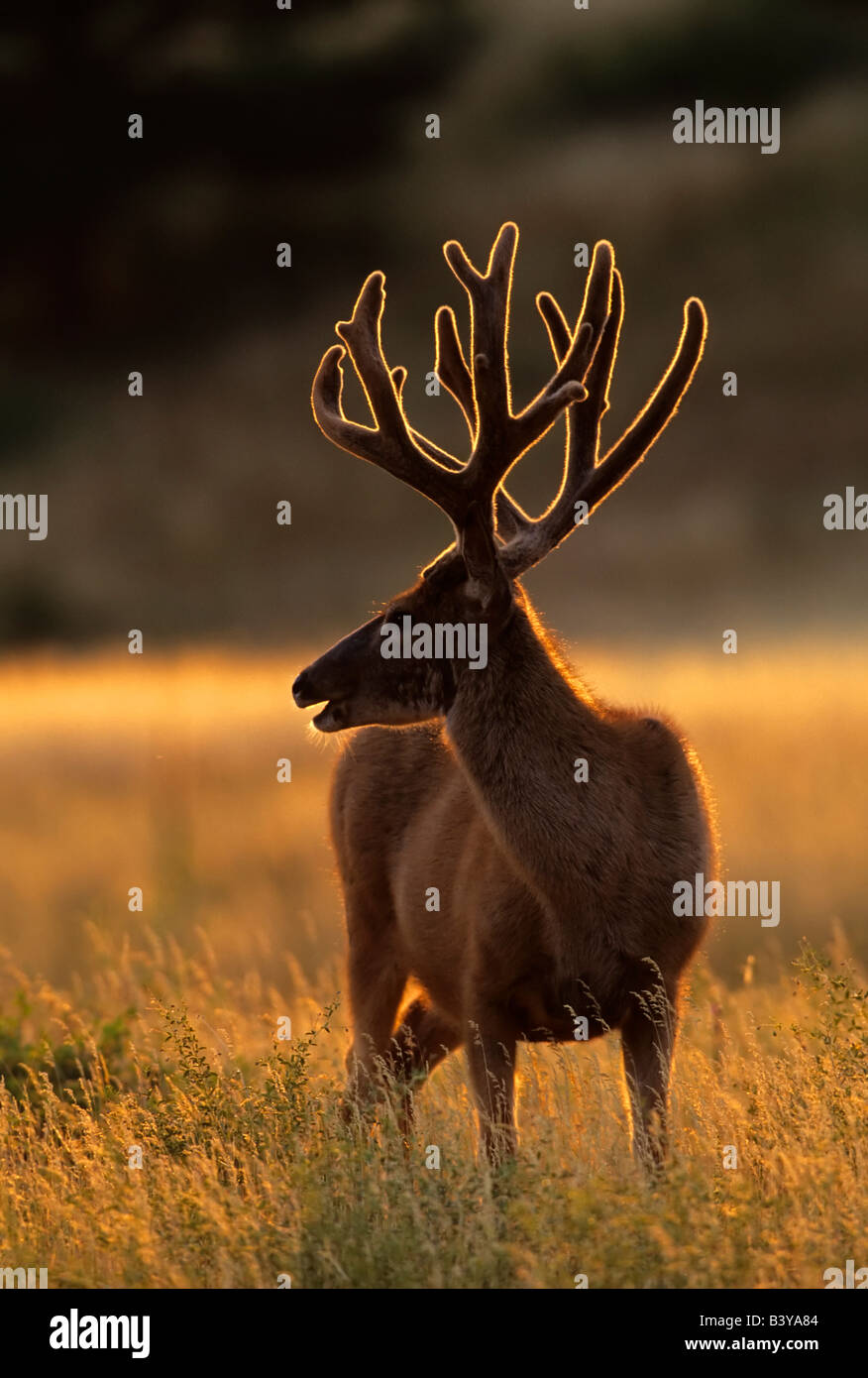USA, Colorado, Jefferson County. Backlit mule deer buck with new velvet ...
