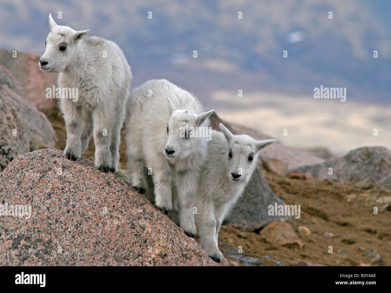 USA, Colorado, Mount Evans. Mountain goat kids playing King of the ...