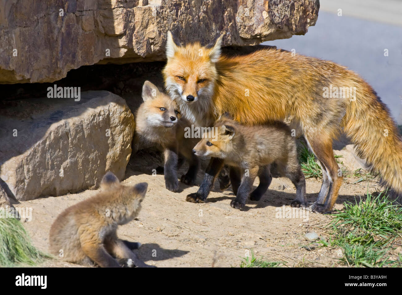 Red fox kits mother hi-res stock photography and images - Alamy