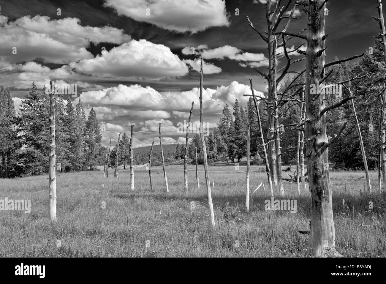 Dead trees Bobbysocks trees with puffy white clouds Yellowstone National Park WY Stock Photo
