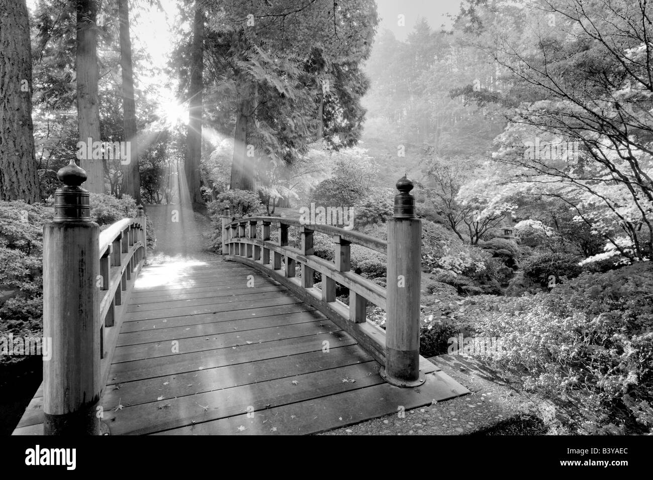 Bridge sun rays through fog and fall colored japanese maples Portland Japanese Gardens Portland Oregon Stock Photo