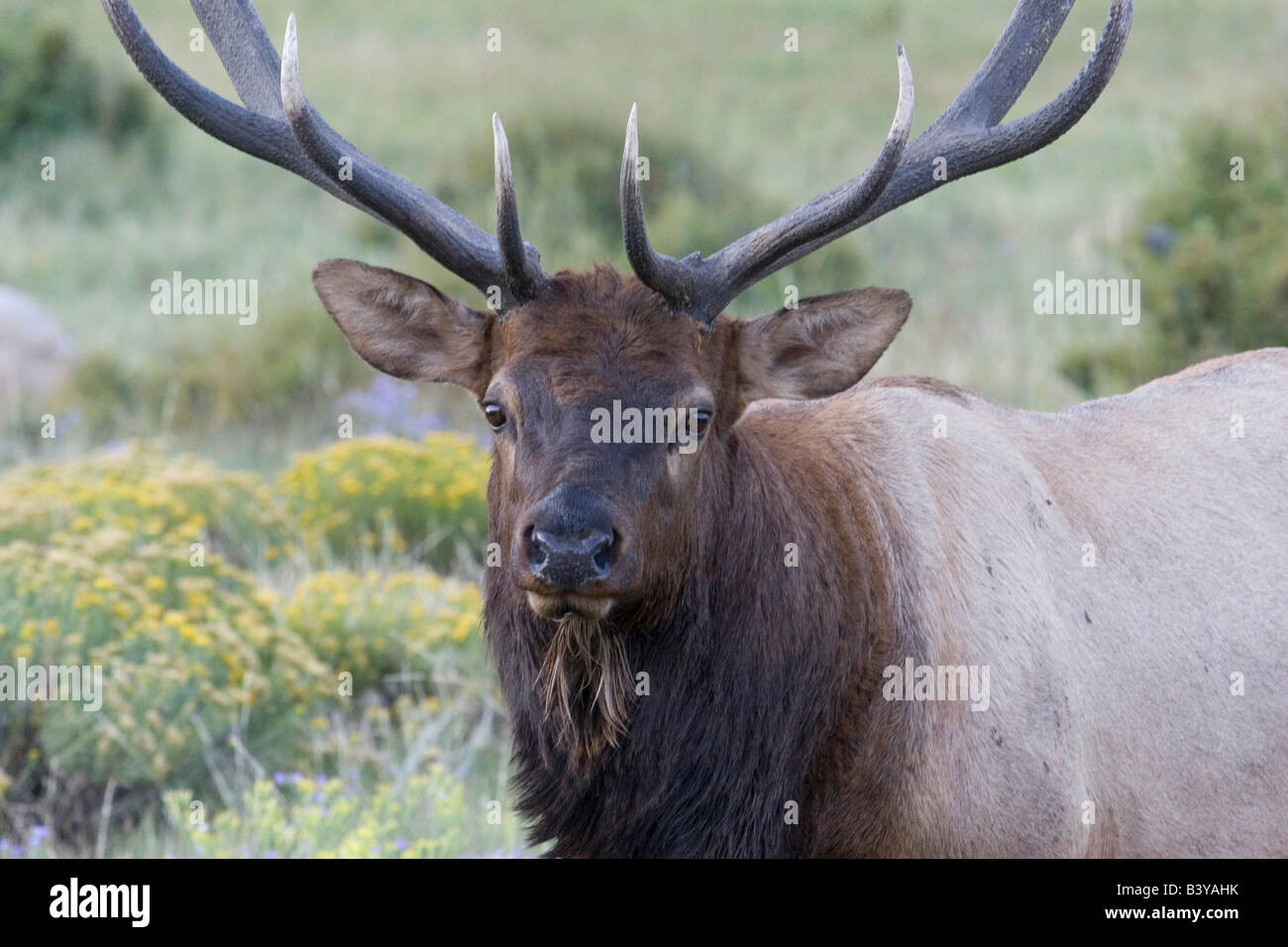 North America USA Colorado Rocky Mountain National Park Wapiti north-america-usa-colorado-rocky-mountain-national-park-wapiti