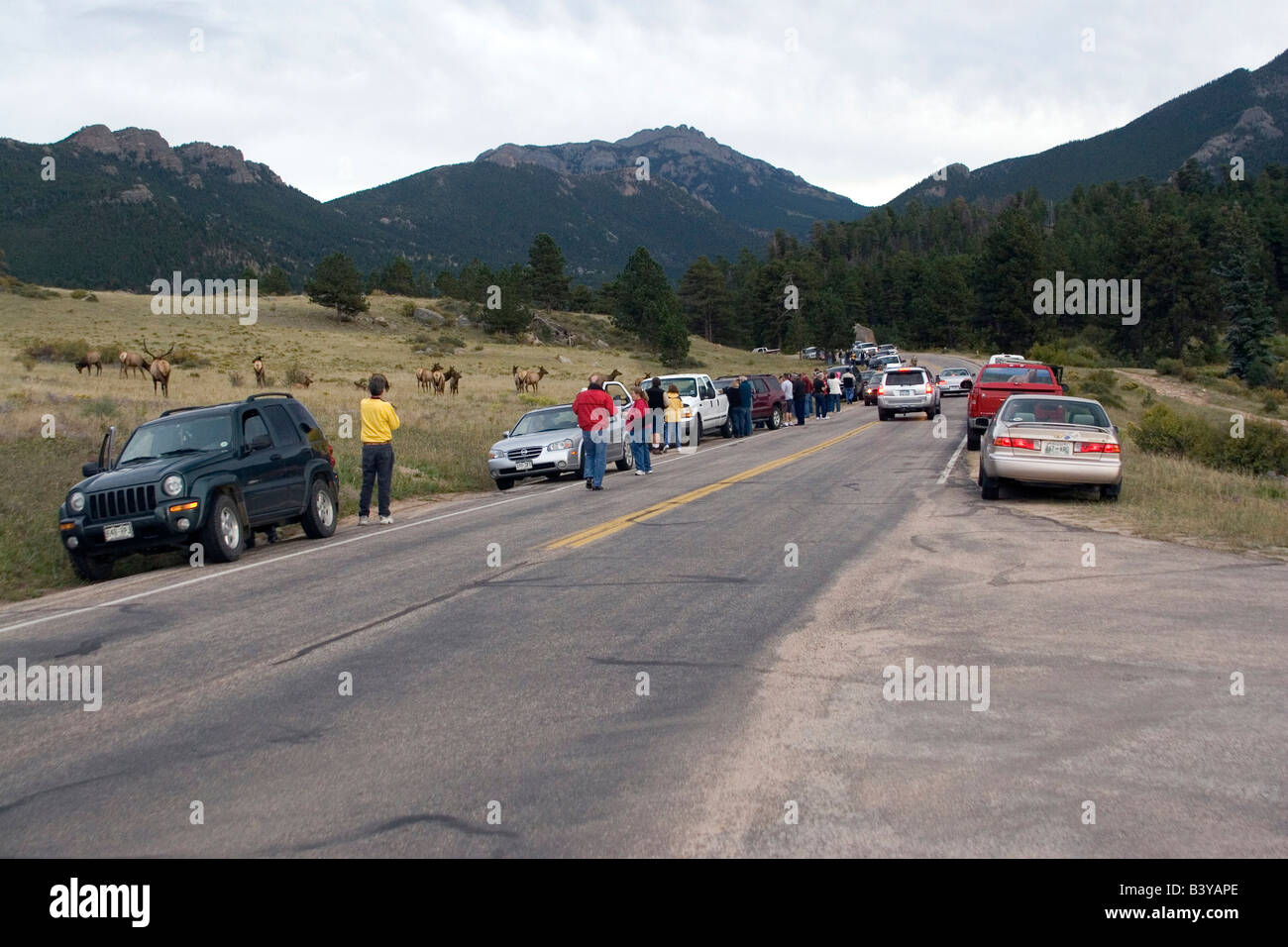 North America - USA - Colorado - Rocky Mountain National Park. Traffic jam caused by elk sighting. Stock Photo