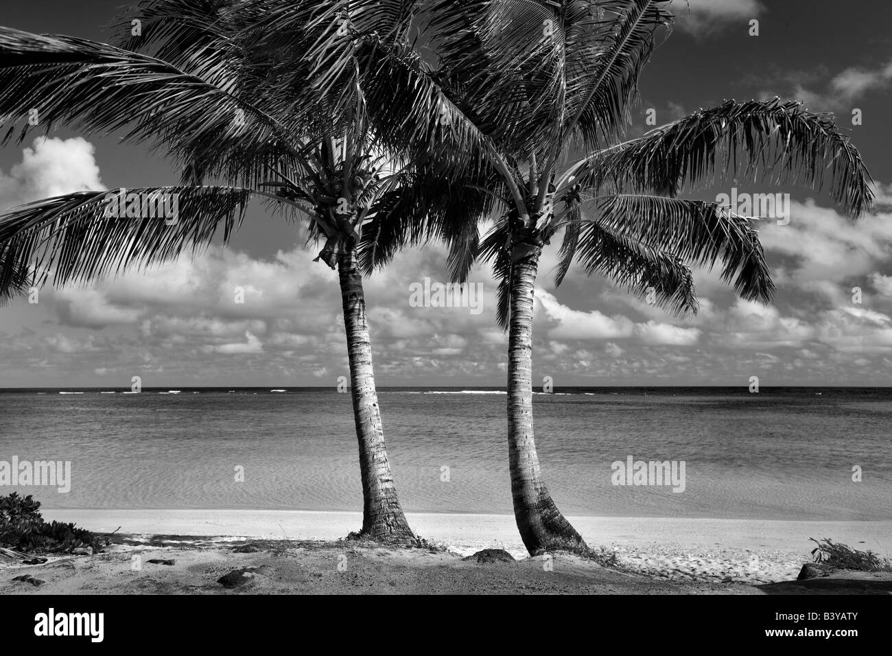 Two palm trees at Anini Beach Kauai Hawaii Stock Photo