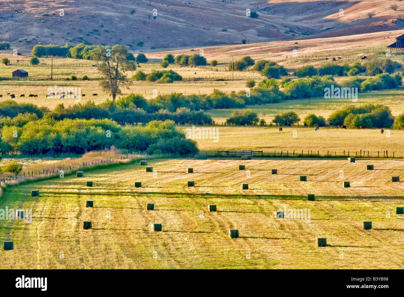 Large bails of hay and cattle in pasture Near Halfway Oregon Stock Photo