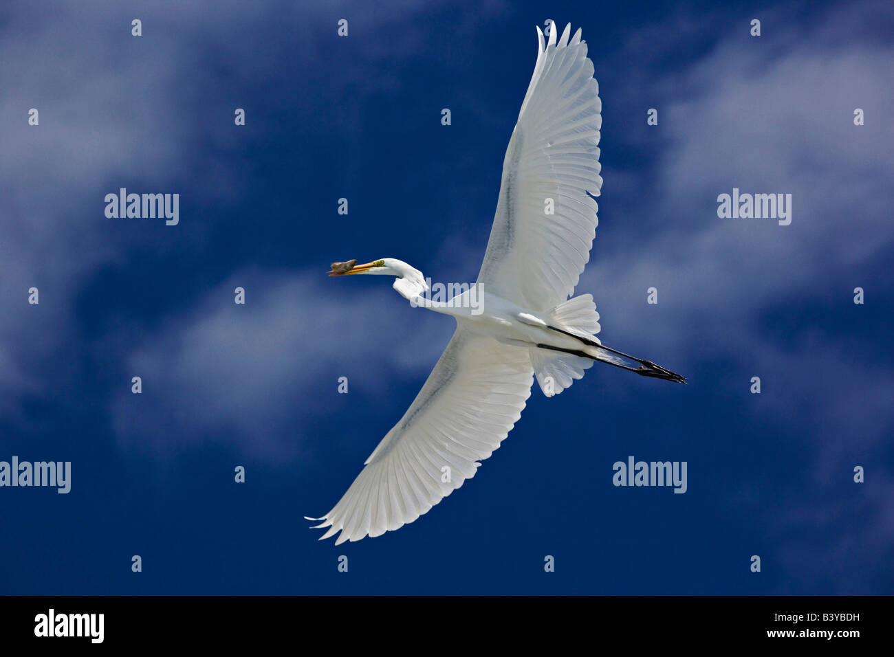 Great Egret in flight, Casmerodius albus, Sanibel Island, Florida Stock Photo