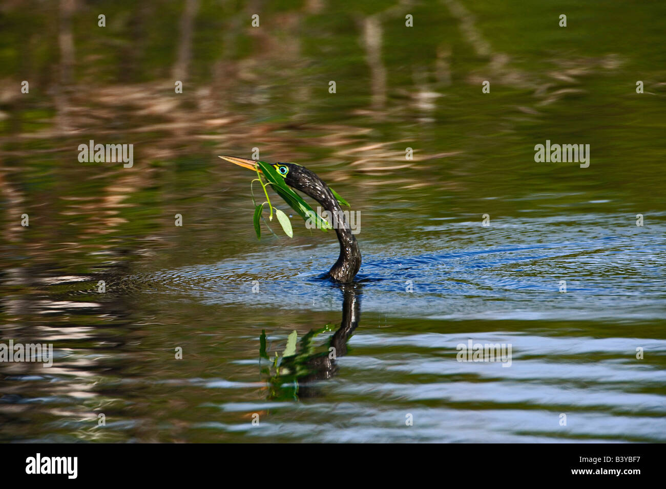 Male Anhinga in breeding plumage swimming with nesting material, Venice, Florida. Anhinga anhinga Stock Photo