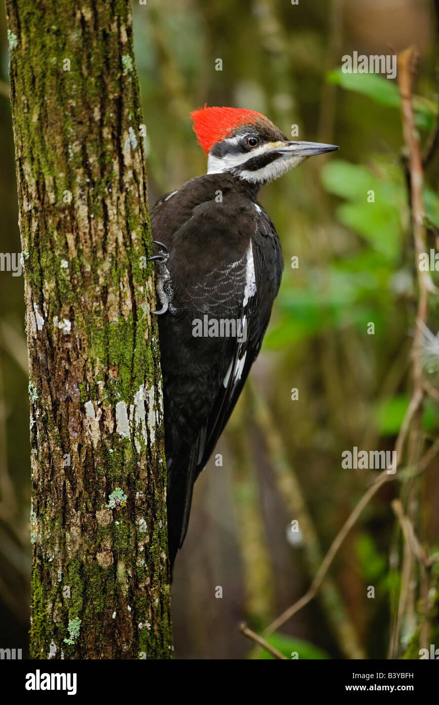 Pileated Woodpecker, Dryocopus pileatus, Corkscrew Swamp Sanctuary, Naples, Florida Stock Photo