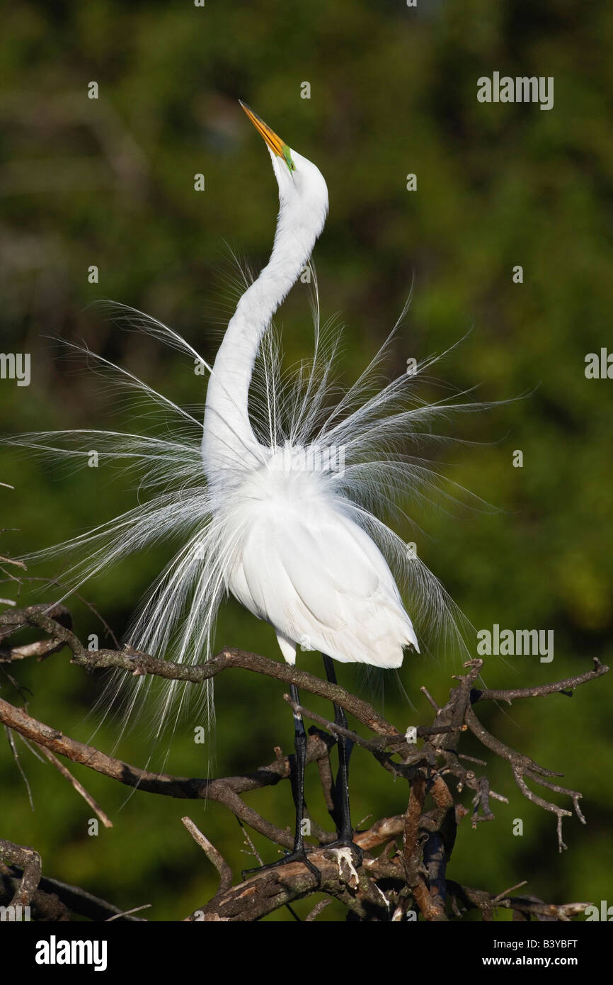 Great Egret displaying breeding plumes, Casmerodius albus, Venice, Florida Stock Photo