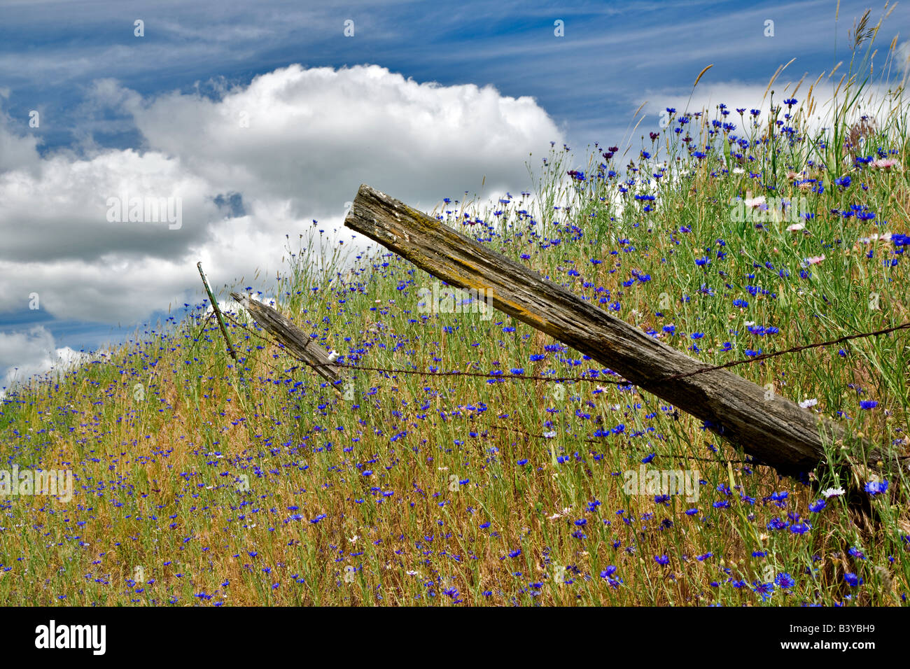 Old fence in pasture with bachelor button wildfloweers the Palouse Washington Stock Photo