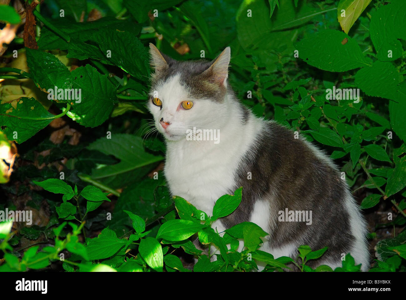 A white an grey cat in a garden Stock Photo - Alamy