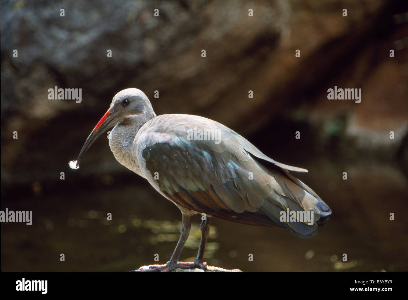 South Africa, Northwest Province, Pilanesberg Game Reserve. Adult Hadeda ibis at Waterhole Stock Photo