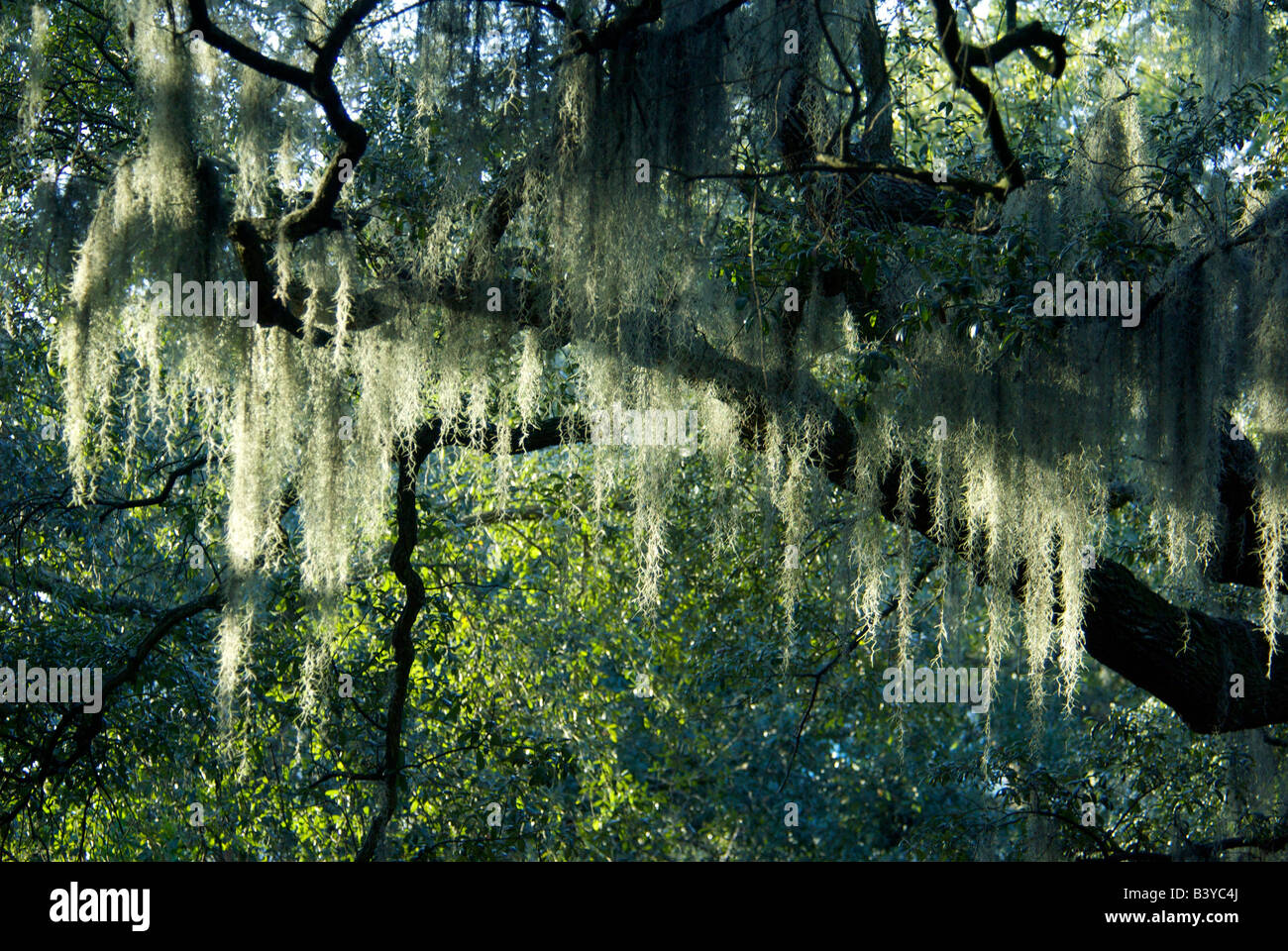 USA, Georgia, Savannah, historic district, Spanish moss on live oak ...