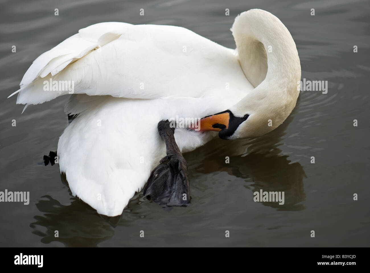 Mute swan preening itself in the water Stock Photo
