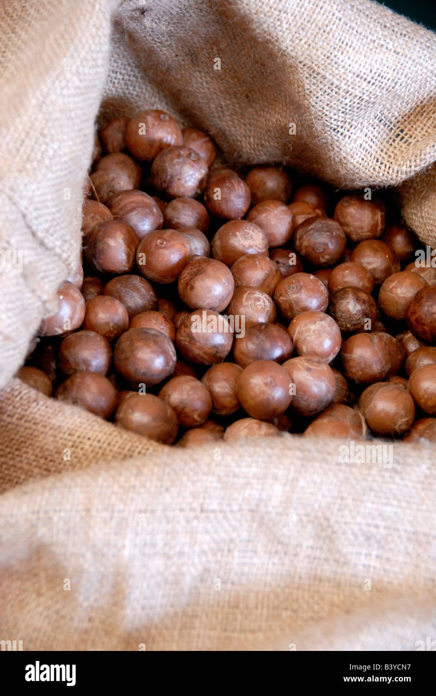 USA, Hawaii, Big Island, Hilo. OK Farms, Macadamia nuts Stock Photo Alamy