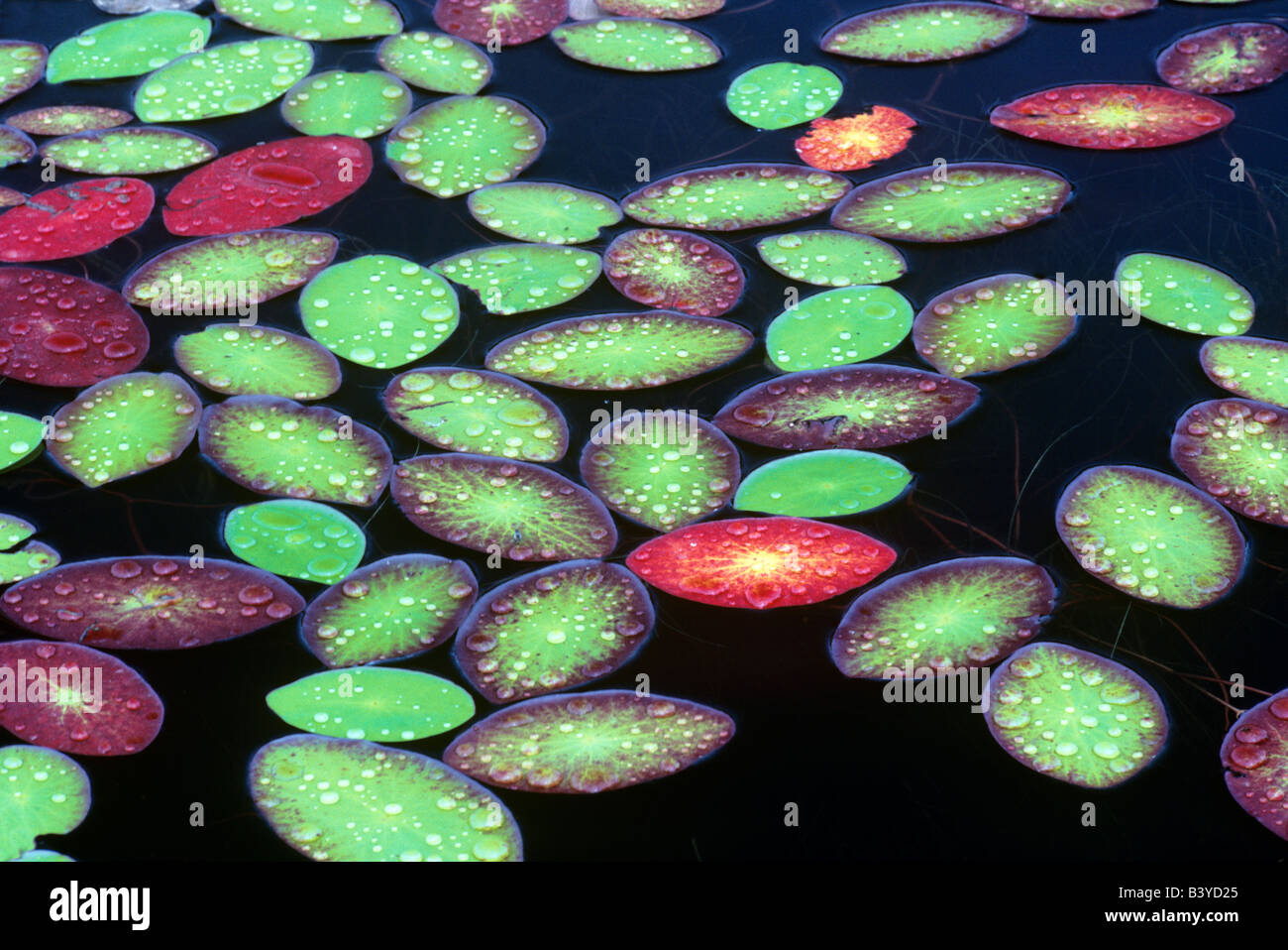 Leaves of water lilies Near Florence Oregon Stock Photo